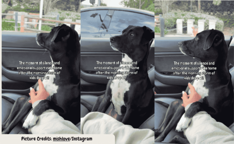 Dog Quietly Processes the Sudden Silence After Morning School Drop Off