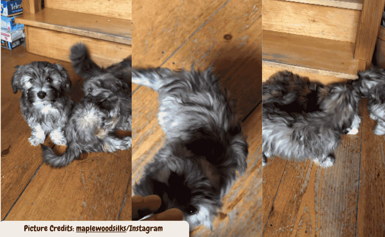 Adorable Puppies Shower Calm Cat With Endless Affection in Viral Video