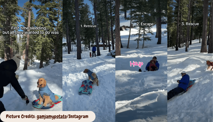 Golden Retrievers’ First Sledding Trip Turns Into a Full On Rescue Mission