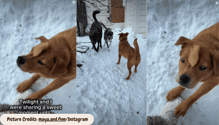 Dog Forgets Mom when he sees his sibling