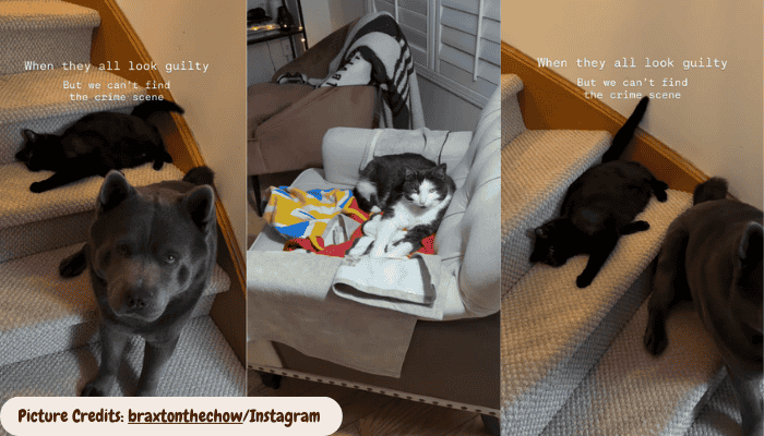 Dog and Cat Act Suspiciously Cute While Owner Searches for the Missing Mischief