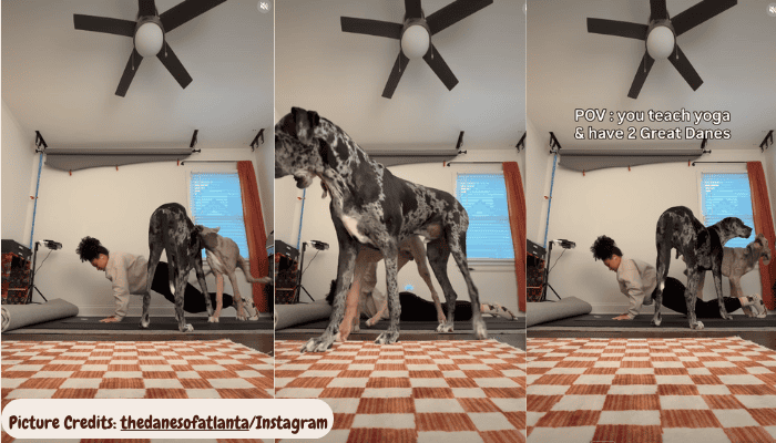 Two Giant Dogs Turn Owner’s Peaceful Yoga Session Into a Hilarious Show