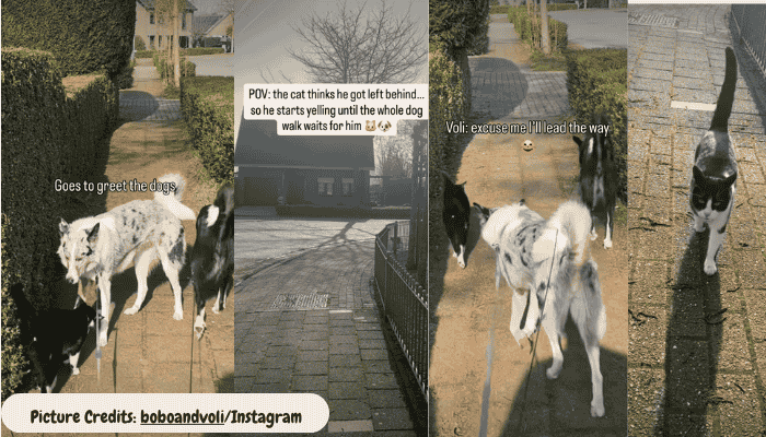 Determined Cat Catches Up With Owner During Walk