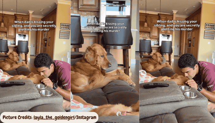 Golden Retriever’s Jealous Side Eye Steals the Show When Sibling Gets Attention