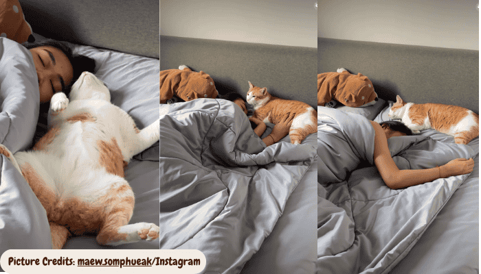 Orange Cat Claiming the Bed for Endless Cuddles